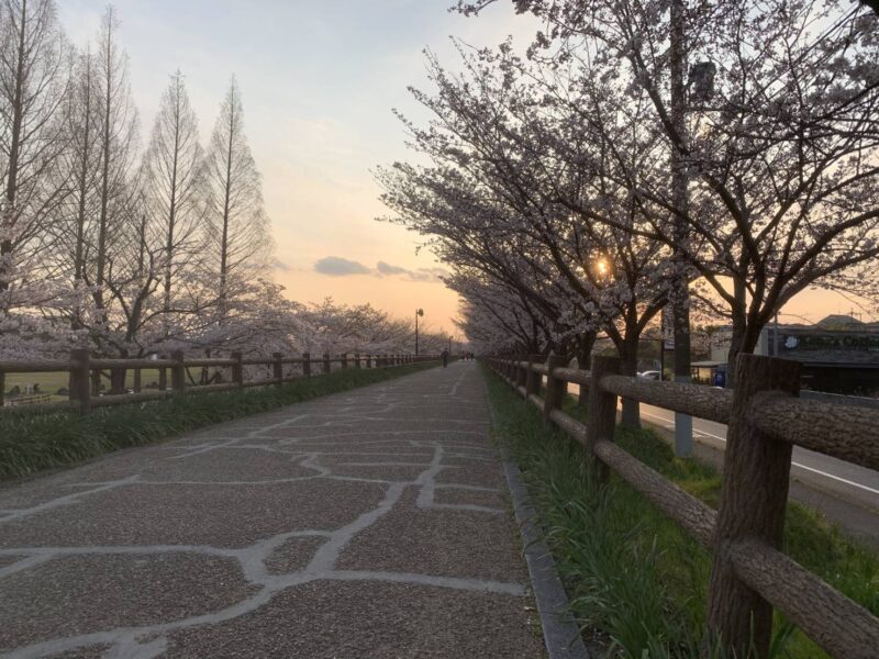 桜並木が綺麗な公園